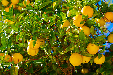 Image showing The orange tree