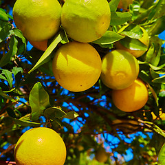 Image showing The orange tree