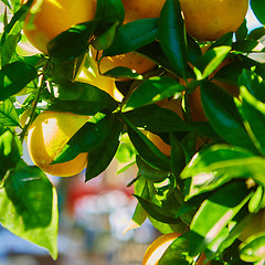 Image showing The orange tree