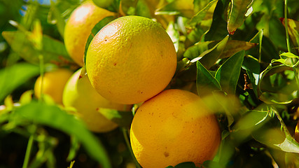 Image showing The orange tree