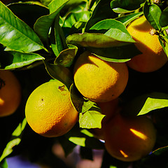 Image showing The orange tree