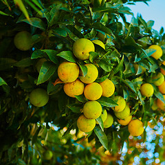 Image showing The orange tree