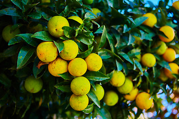 Image showing The orange tree