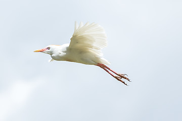 Image showing Little Egret