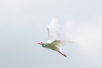 Image showing Little Egret