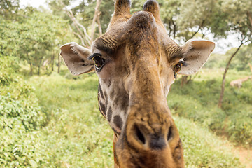 Image showing Portrait of a Giraffe