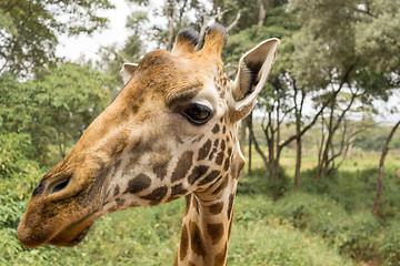 Image showing Portrait of a Giraffe