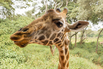 Image showing Portrait of a Giraffe