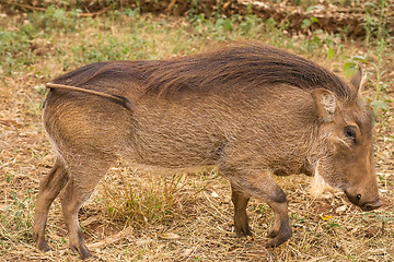 Image showing African warthog