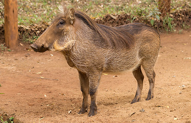 Image showing African warthog