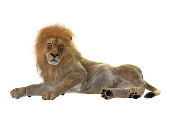 Image showing Male Lion on White