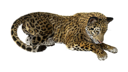 Image showing Big Cat Jaguar