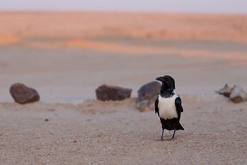 Image showing Pied crow in namib desert