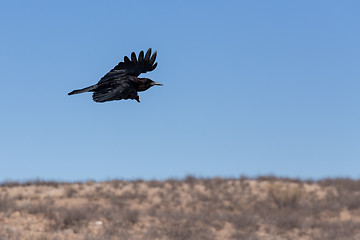 Image showing Cape Crow in Kgalagadi, South Africa