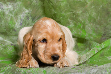 Image showing orange English Cocker Spaniel puppy