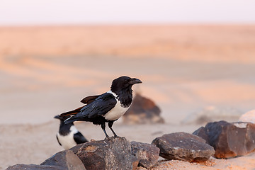 Image showing Pied crow in namib desert