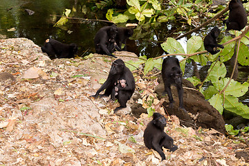 Image showing Celebes crested macaque
