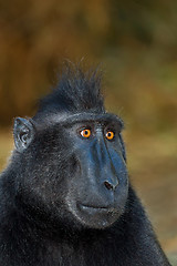 Image showing Celebes crested macaque