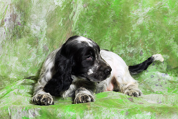 Image showing black and white English Cocker Spaniel puppy