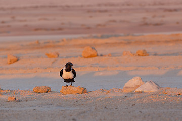 Image showing Pied crow in namib desert