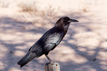 Image showing Cape Crow in Kgalagadi, South Africa