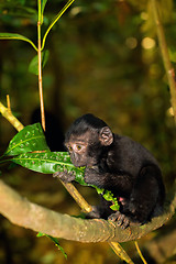 Image showing Celebes crested macaque