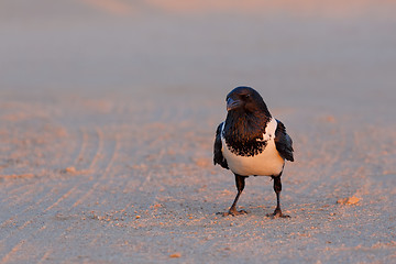 Image showing Pied crow in namib desert