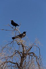 Image showing Cape Crow in Kgalagadi, South Africa