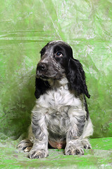 Image showing black and white English Cocker Spaniel puppy