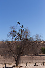 Image showing Cape Crow in Kgalagadi, South Africa