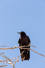 Image showing Cape Crow in Kgalagadi, South Africa