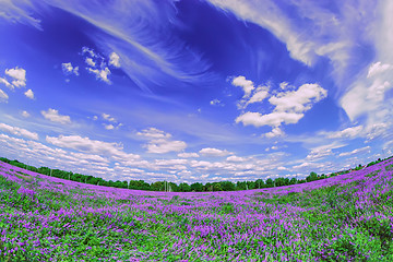 Image showing Blooming purple field under numerous clouds