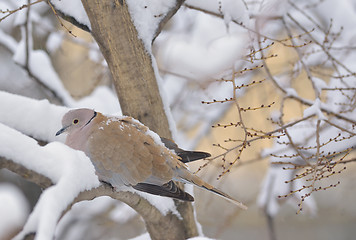 Image showing Eurasian Collared-Dove