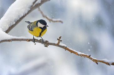 Image showing great tit on tree brunch