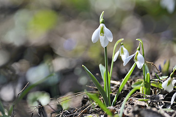 Image showing Snowdrops (Galanthus nivalis) in forest