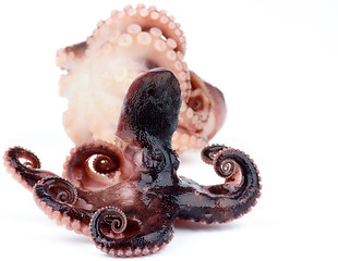 Image showing Two Smoked Octopuses
