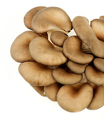 Image showing Raw Oyster Mushrooms