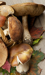 Image showing Raw Forest Mushrooms