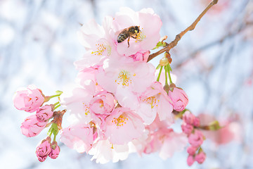 Image showing Bee on pastel pink flowers of spring blossoming apple tree