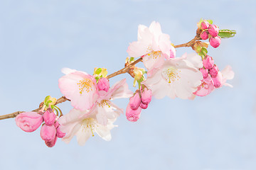 Image showing Spring crab apple tree delicate blossoms against blue sky