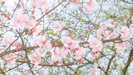 Image showing Springtime apple flowering tree with fresh leaves and pink flowe