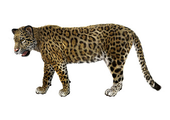 Image showing Big Cat Jaguar