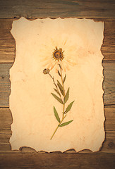 Image showing Herbarium sheet with flower