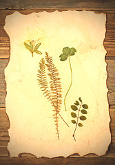 Image showing summer plants herbarium