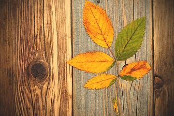 Image showing autumn dry leaves, top view image