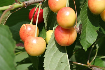Image showing Ripe cherries
