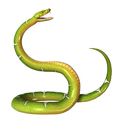 Image showing Green Tree Python on White