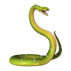 Image showing Green Tree Python on White