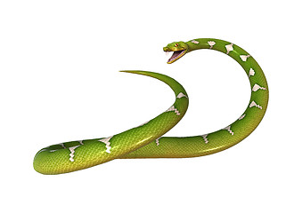Image showing Green Tree Python on White
