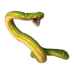 Image showing Green Tree Python on White
